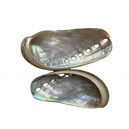 CONCHA ABALONE - UNIDADE 
